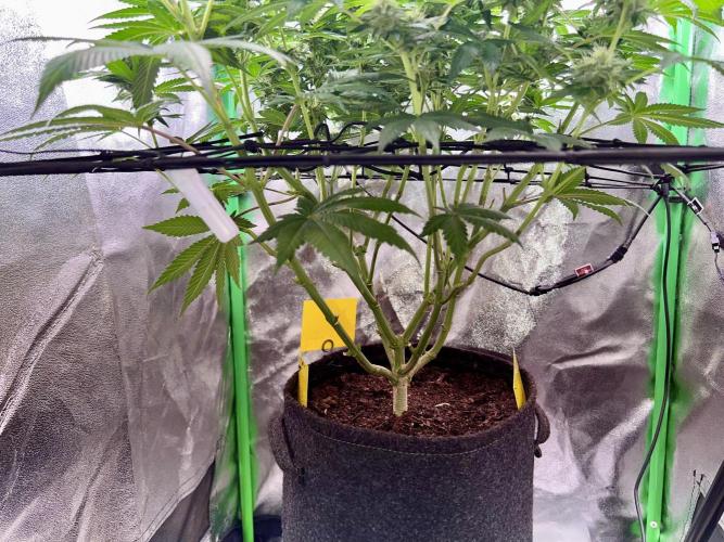Samy Deluxe Solo. Week 11