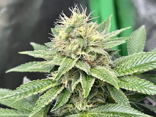 Samy Deluxe Solo. Week 11