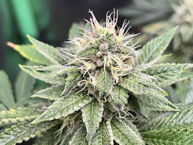Samy Deluxe Solo. Week 11
