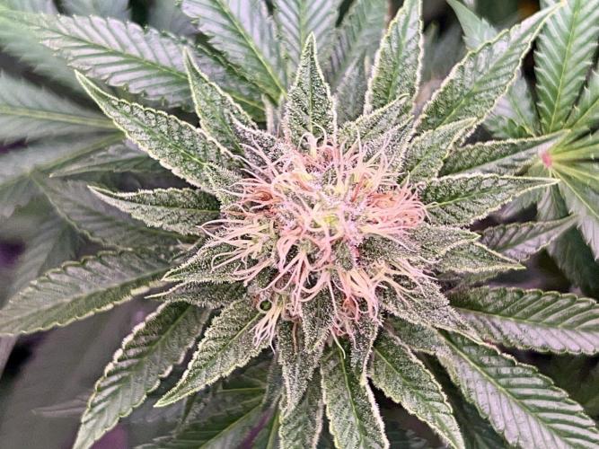 Samy Deluxe Solo. Week 11
