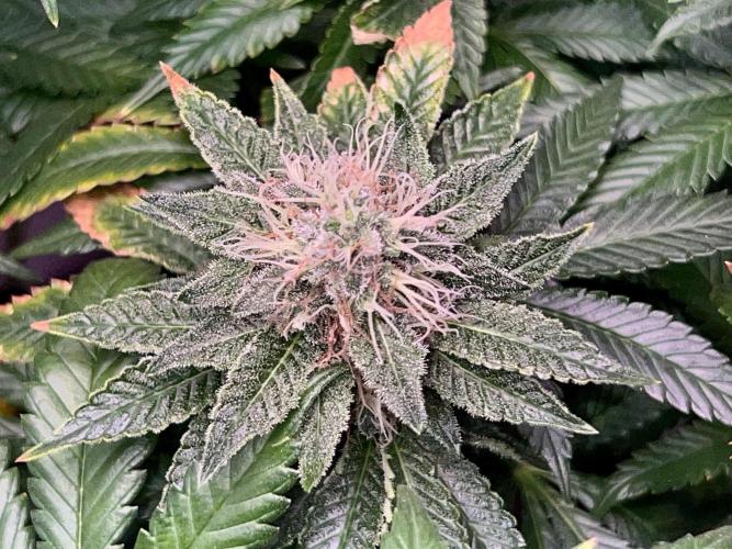 Samy Deluxe Solo. Week 11
