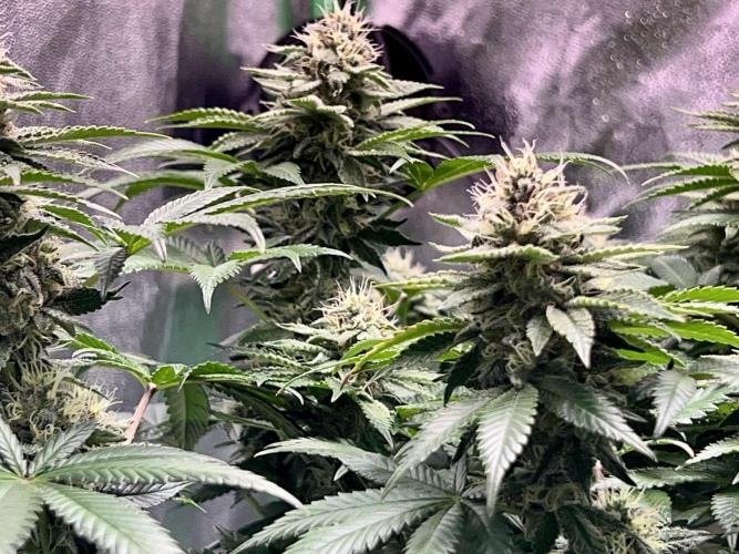 Samy Deluxe Solo. Week 11