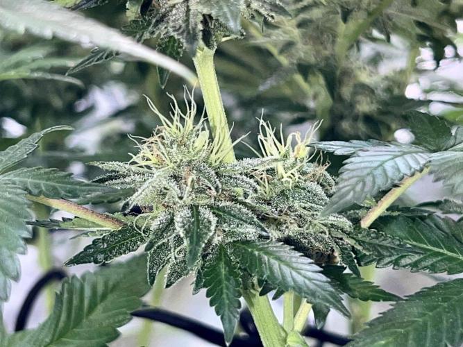 Samy Deluxe Solo. Week 11