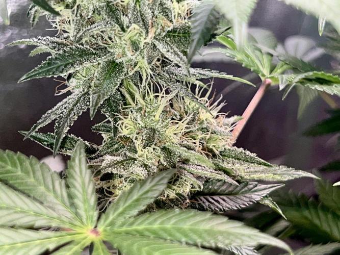 Samy Deluxe Solo. Week 11