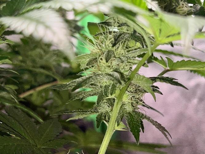 Samy Deluxe Solo. Week 11