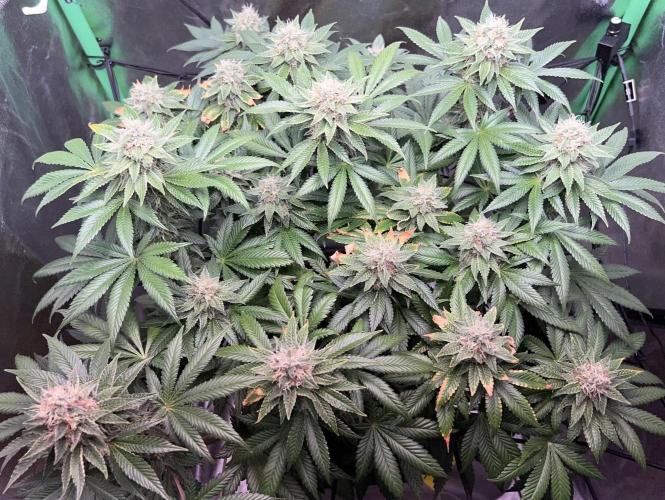 Samy Deluxe Solo. Week 12