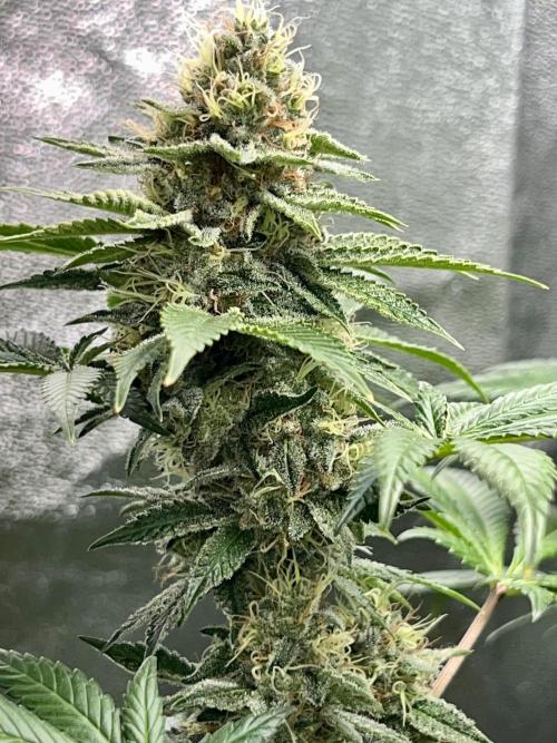 Samy Deluxe Solo. Week 12
