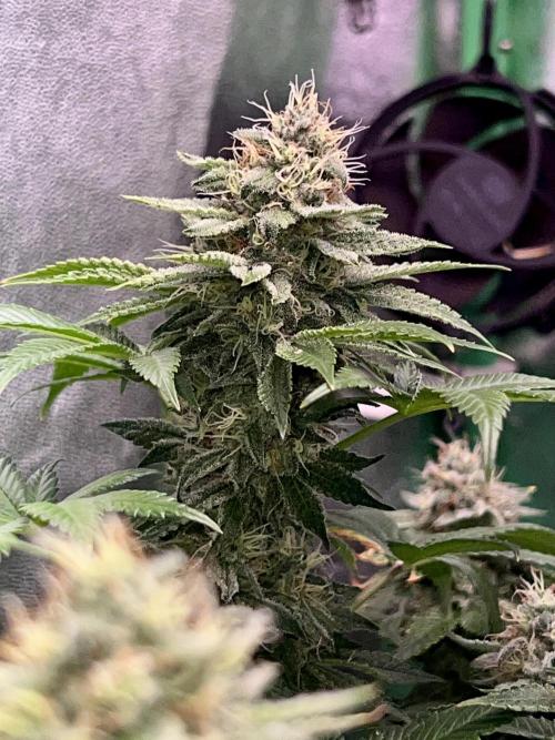 Samy Deluxe Solo. Week 12