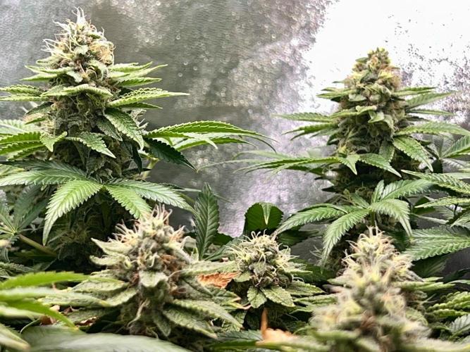Samy Deluxe Solo. Week 12