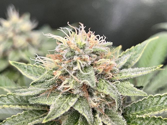 Samy Deluxe Solo. Week 12