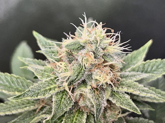 Samy Deluxe Solo. Week 12