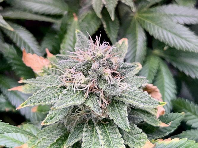 Samy Deluxe Solo. Week 12