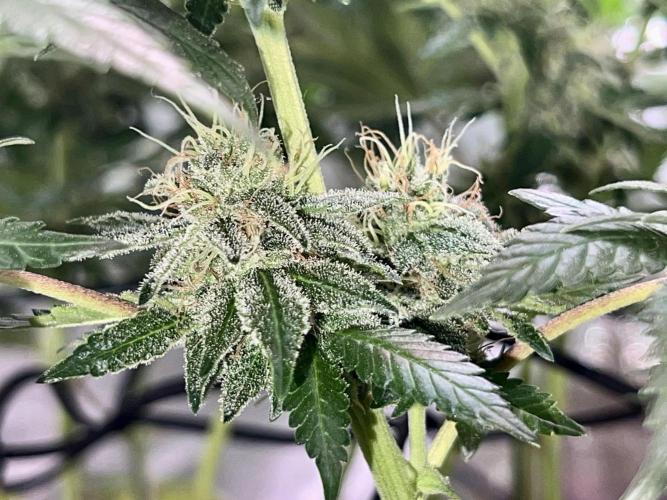 Samy Deluxe Solo. Week 12