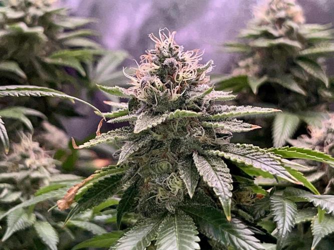 Samy Deluxe Solo. Week 12