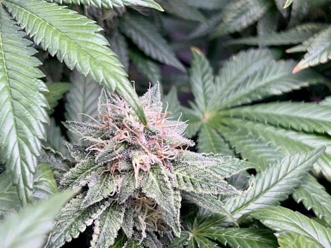 Samy Deluxe Solo. Week 12
