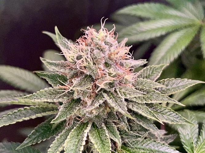 Samy Deluxe Solo. Week 12
