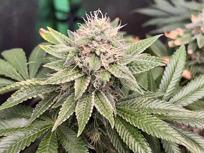 Samy Deluxe Solo. Week 12