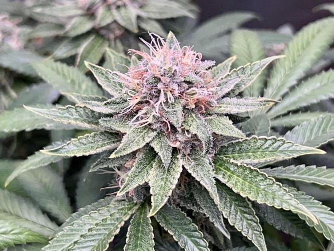 Samy Deluxe Solo. Week 12