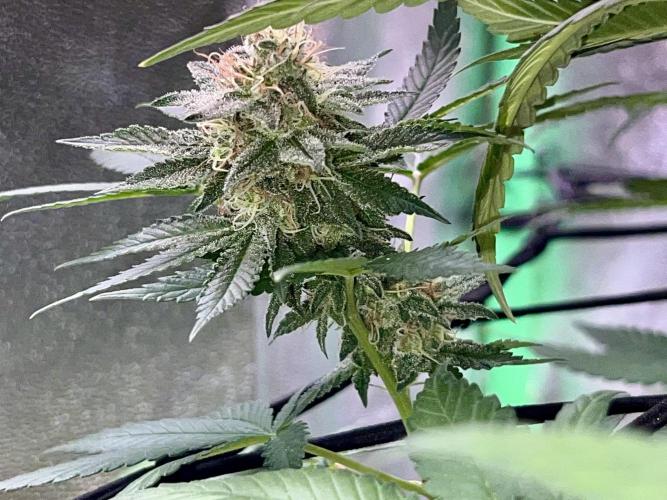 Samy Deluxe Solo. Week 12
