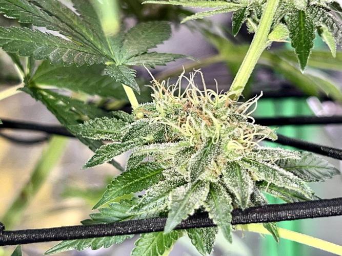 Samy Deluxe Solo. Week 12