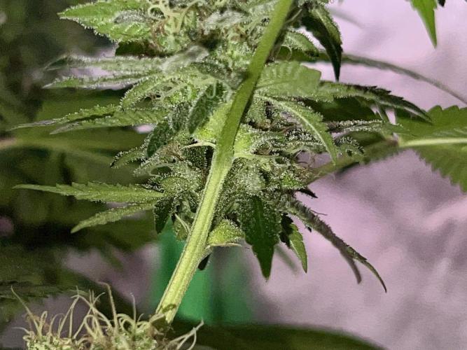 Samy Deluxe Solo. Week 12