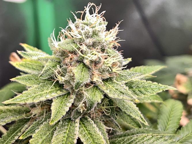 Samy Deluxe Solo. Week 12