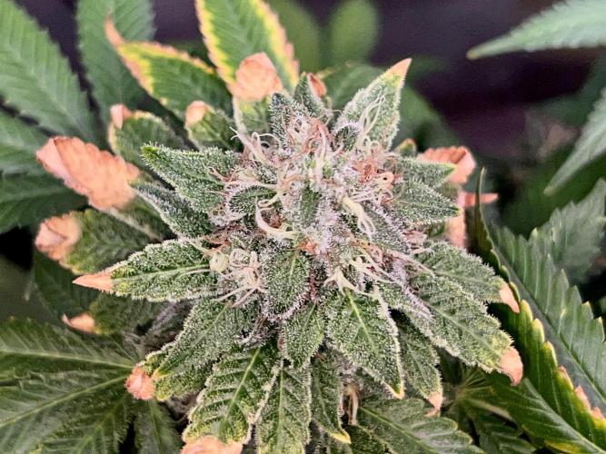 Samy Deluxe Solo. Week 12