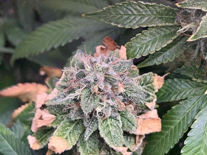 Samy Deluxe Solo. Week 12