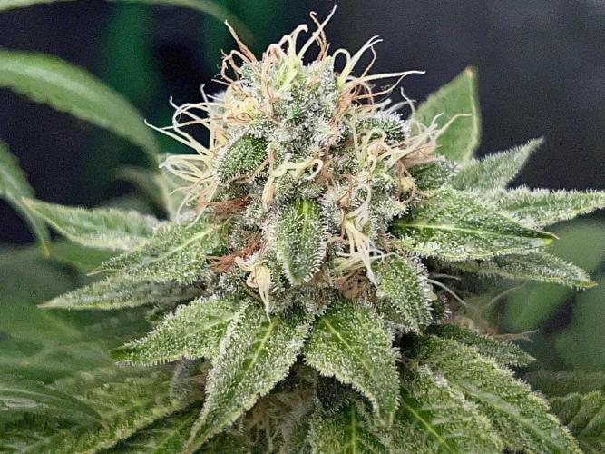 Samy Deluxe Solo. Week 12