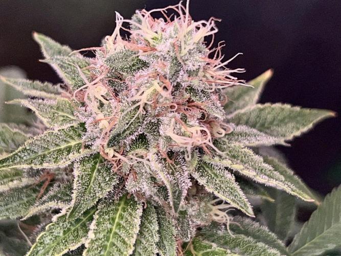 Samy Deluxe Solo. Week 12