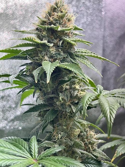 Samy Deluxe Solo. Week 12