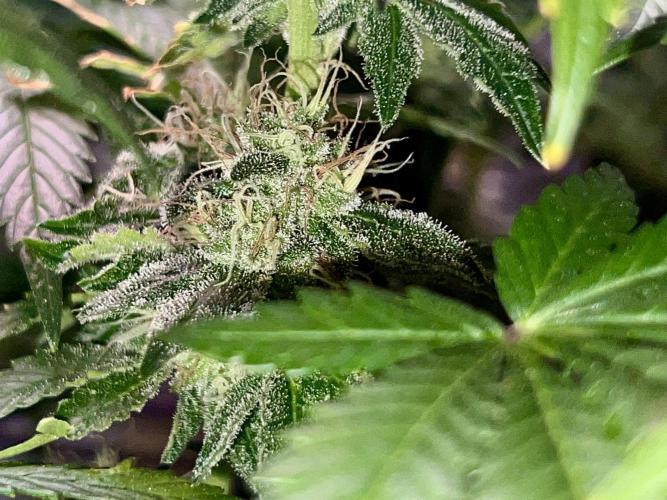 Samy Deluxe Solo. Week 12