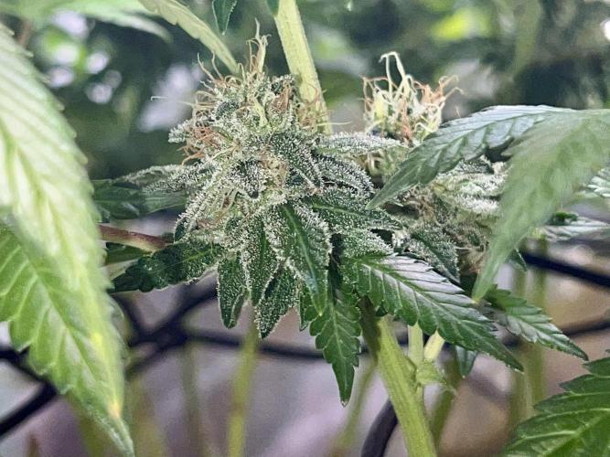 Samy Deluxe Solo. Week 12