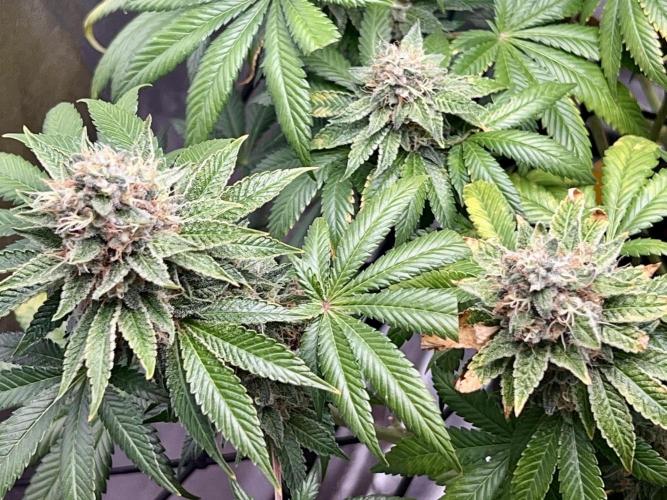 Samy Deluxe Solo. Week 13