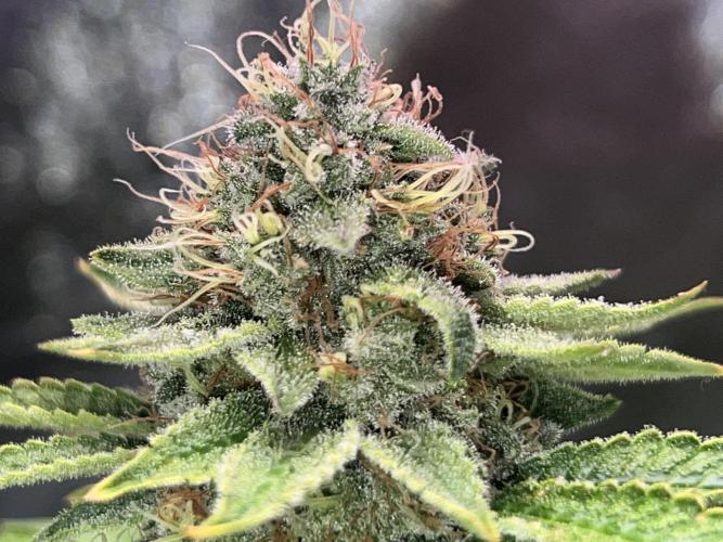 Samy Deluxe Solo. Week 13