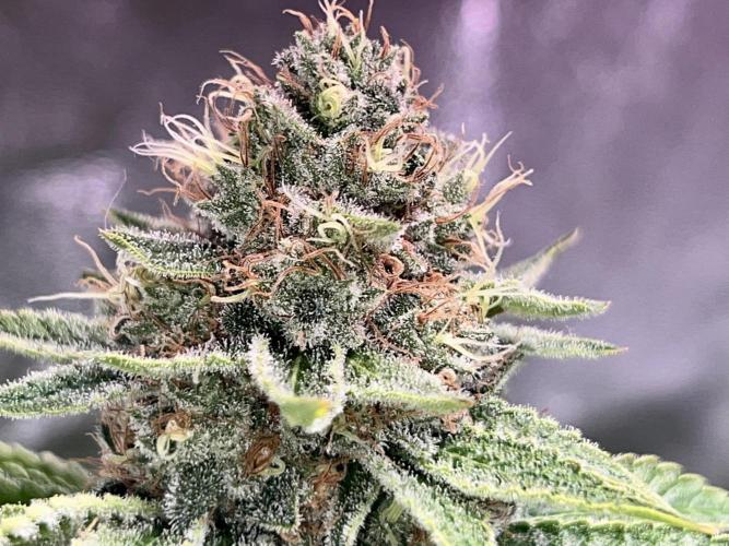 Samy Deluxe Solo. Week 13
