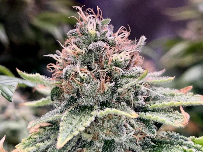 Samy Deluxe Solo. Week 13