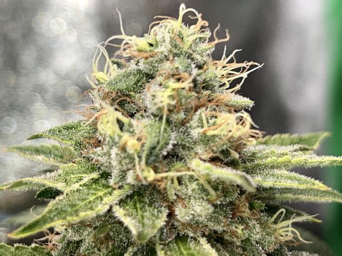 Samy Deluxe Solo. Week 13