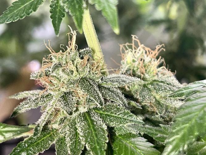 Samy Deluxe Solo. Week 13