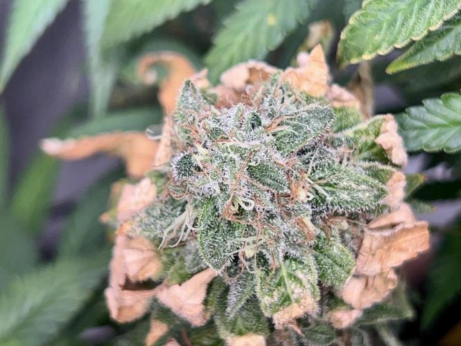 Samy Deluxe Solo. Week 13