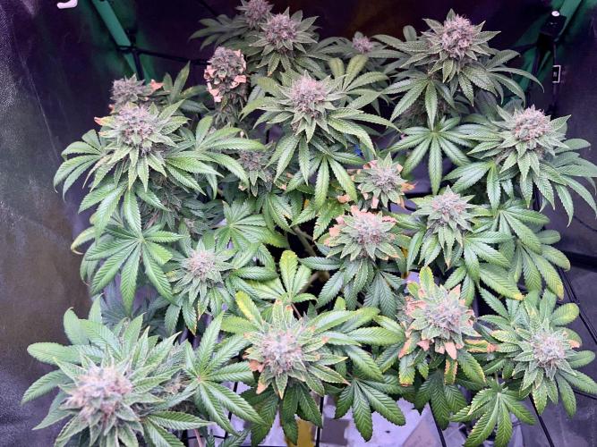 Samy Deluxe Solo. Week 13