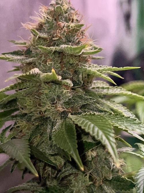 Samy Deluxe Solo. Week 13