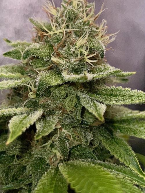 Samy Deluxe Solo. Week 13