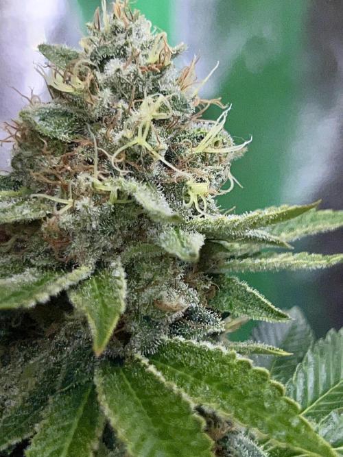 Samy Deluxe Solo. Week 13