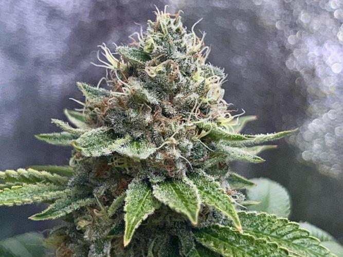 Samy Deluxe Solo. Week 13