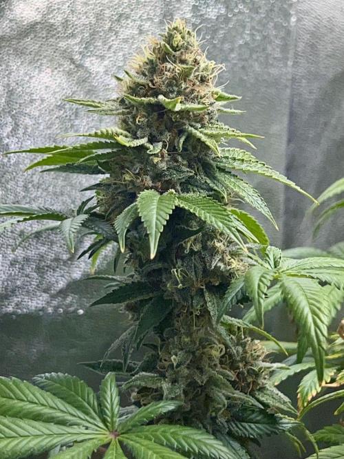 Samy Deluxe Solo. Week 13