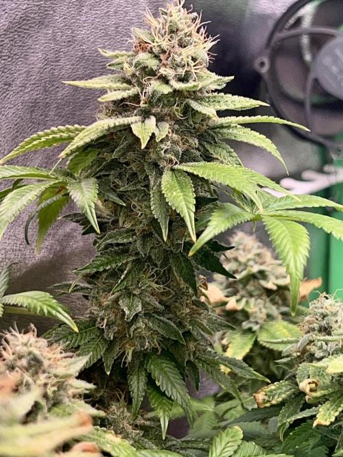 Samy Deluxe Solo. Week 13