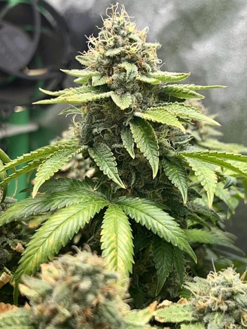 Samy Deluxe Solo. Week 13
