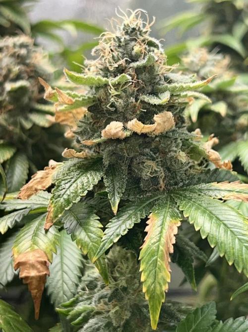 Samy Deluxe Solo. Week 13