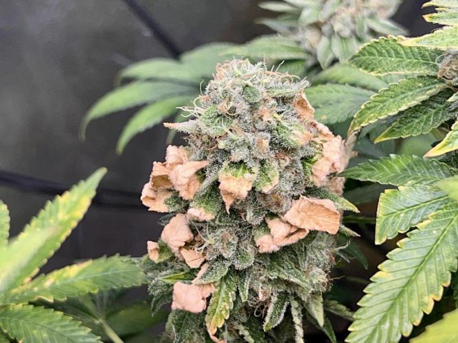 Samy Deluxe Solo. Week 13